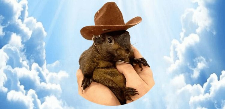 PNUT Price Prediction 2026: Can Peanut the Squirrel Recover?
